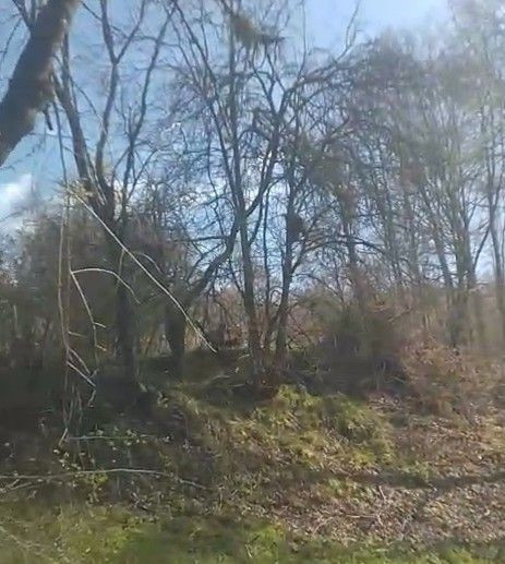 Tokat'ta 100'lerce koyununu otlatan çoban, doğada ormanın içerisine girince ağacın üzerindeki manzarayı görmesiyle resmen olduğu yerde kalakaldı - Resim: 5