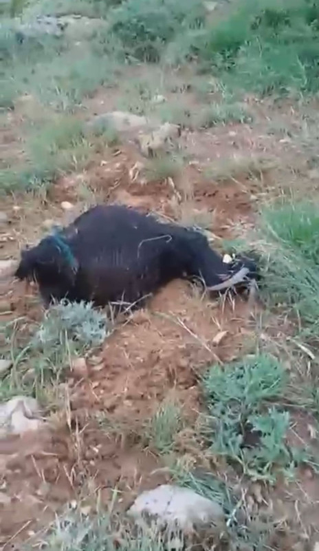 Hakkari'de 100'lerce koyununu otlatmaya çıkaran çoban, dağda tam 1 adım atacakken korkunç bir şey oldu! Tüm koyunlar 8 arkadaşına ve 1  çobana doğru baktı - Resim: 3