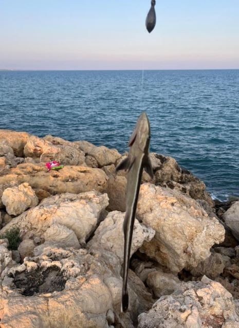 Antalya'da 38 yaşındaki amatör balıkçı, oltasını attıktan sonra oltanın ucuna takılan balığı görünce gözlerine inanamadı! 40 santimetreydi ama onu ilk kez gördü - Resim: 3