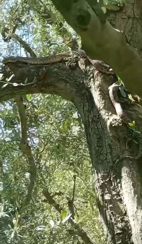Bursa'da zeytin ağacının üzerinde bir anda belirdi... 2,5 metre boyundaydı, onu gören vatandaşlar geri geri kaçmak zorunda kaldı - Resim: 1