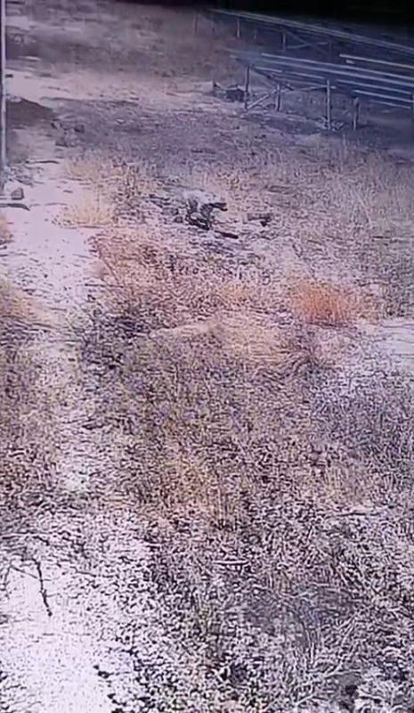 Şanlıurfa’da nadir hayvan gece vakti görüldü! Her anı güvenlik kameralarına yansıdı - Resim: 3