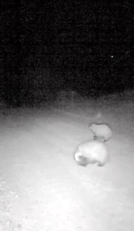 Tunceli’nin dağlık bölgelerine yerleştirilen fotokapanlar doğanın gizli hayatını ortaya çıkardı - Resim: 1