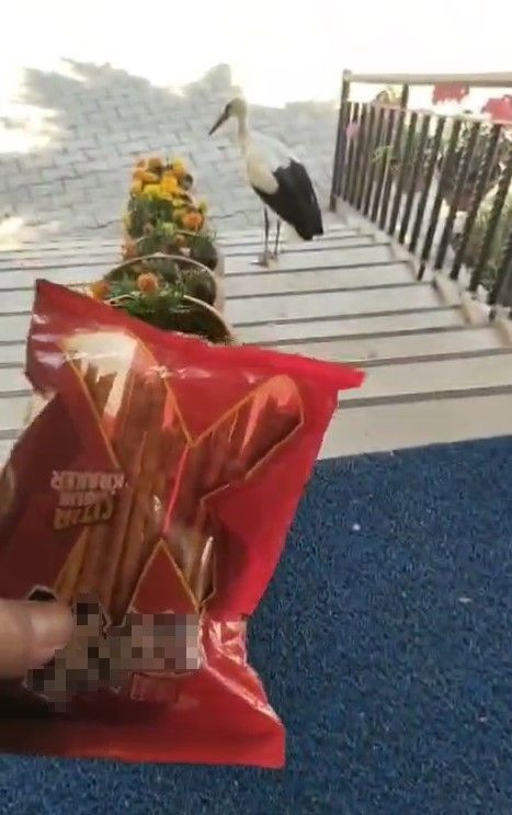 Tokat’ta yuvadan atılan yavru leyleğe cami imamı sahip çıktı - Resim: 4