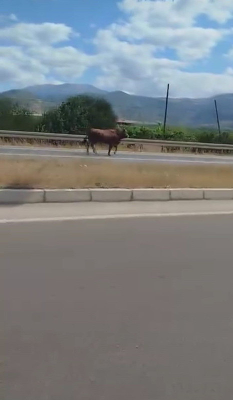 Amasya’da sahibinin elinden kaçtı, karayolunda araçların arasına daldı - Resim: 2
