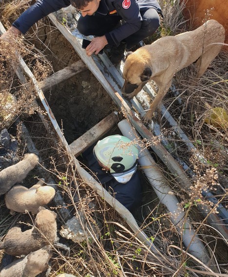 Hatay'da inşaat alanında çukura düşen yavruyu kurtarmak için seferber oldular. Kurtarma çalışması sırasında annesinin yaptığı hareket duyanı ağlattı - Resim : 1