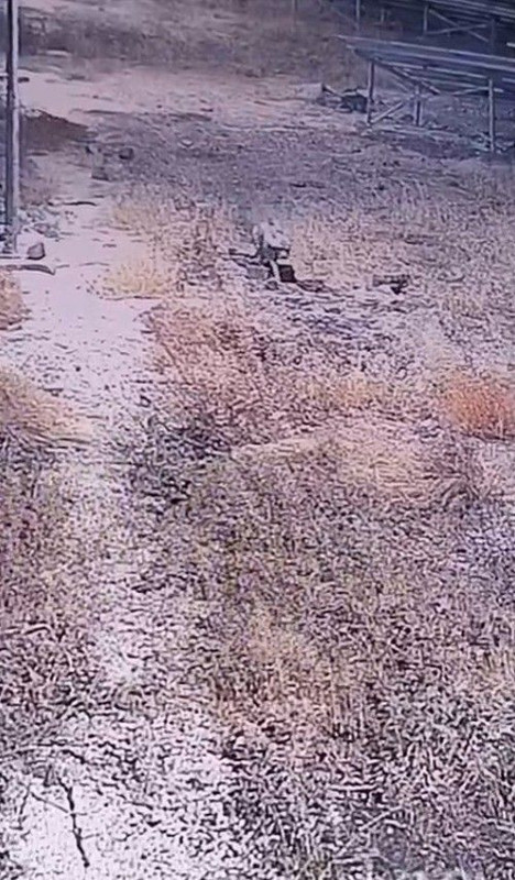 Şanlıurfa’da nadir hayvan gece vakti görüldü! Her anı güvenlik kameralarına yansıdı - Resim: 4