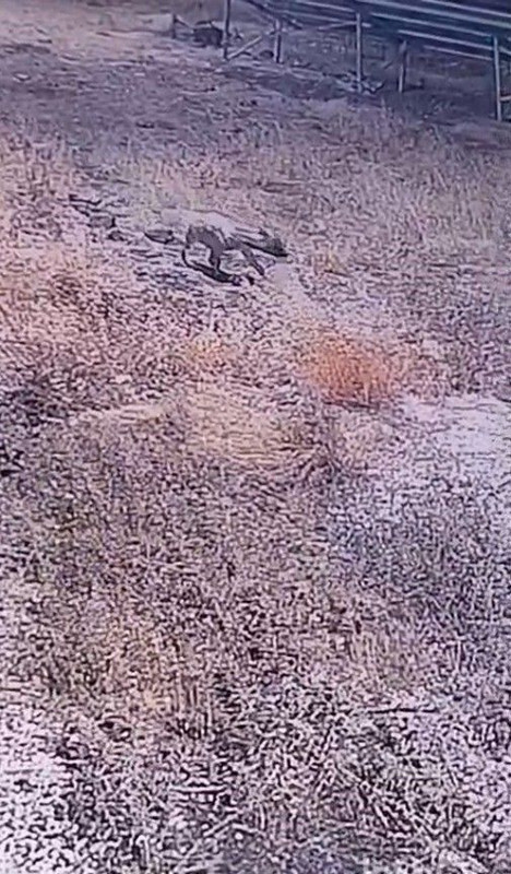 Şanlıurfa’da nadir hayvan gece vakti görüldü! Her anı güvenlik kameralarına yansıdı - Resim: 2