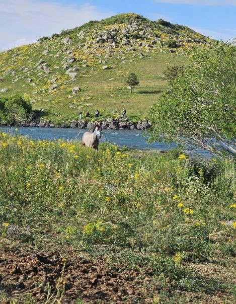 Ardahan'da adadaki 1 tane hayvanı gören vatandaşlar 10 saat sonra aynı yerden geçtiklerinde korkunç detayı fark ettiler. Acilen resmi ekipler arandı - Resim: 1