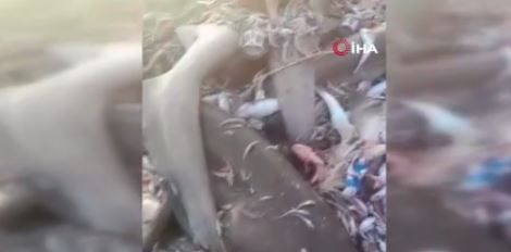 Mersin'de 1,2,3,4,5,6,7,8 tanesi birden balıkçıların ağına takıldı. Balıkçılar 8 tanesini diğer balıkların yanında görünce resmen irkinti yaşadı - Resim: 5