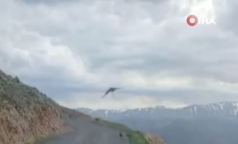 Erzincan’da doğada karanın korkunç hayvanı, yukarıdan gelen 1 tane göklerin hakimine böyle yem oldu. Azılı hayvan avını yukarıda parçalayacak - Resim: 4