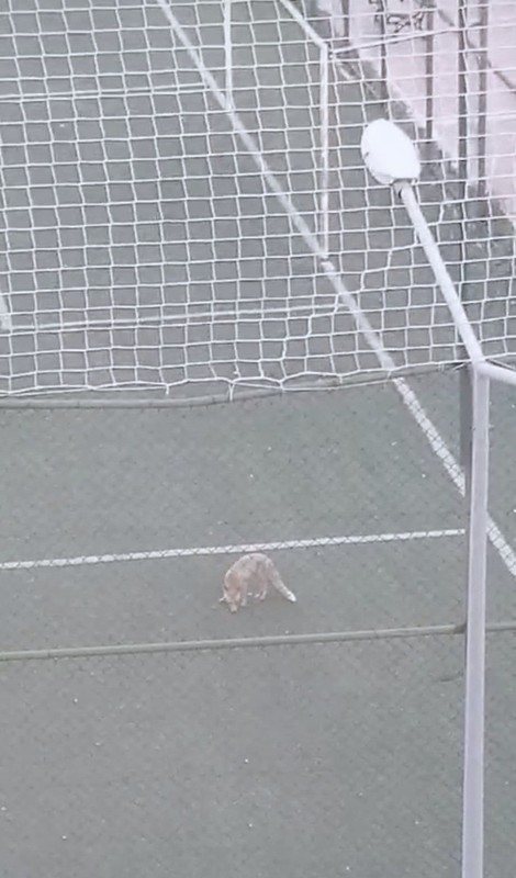 Amasya'da sadece 1 tanesi koca futbol sahasının içerisinde belirdi. Onu gören vatandaşlar neye uğradığını şaşırdı - Resim: 3