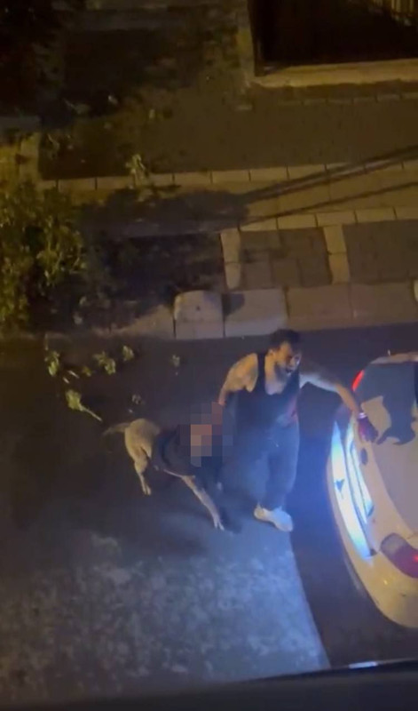 Pitbull cinsi köpek, sahibine saldırdı! Yardım çığlıkları mahalleyi inletti: O dehşet anları kamerada - Resim: 3