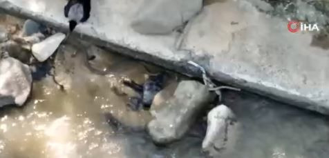 Artvin’de 1 tanesi Çoruh Nehri üzerinde ok gibi fırladı. Kıvrılarak ilerlemek isteyen hayvanı gözüne kestirip üzerine çullandı - Resim: 3