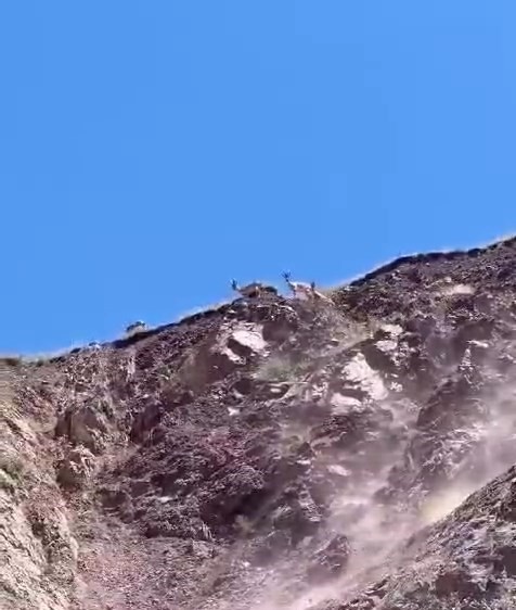 Dağların ender çocukları Elazığ'da görüntülendi! Kırmızı liste ile korunuyorlar... Sakın onlara dokunmayın - Resim : 1
