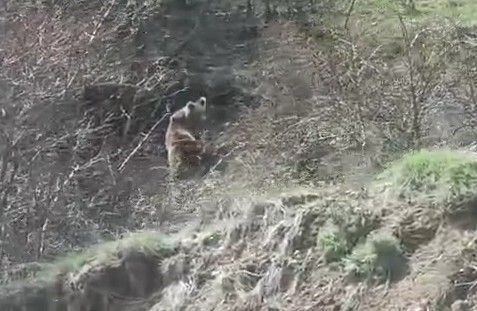 Tokat ile Sivas'ın arasında 1 tanesi doğada bir anda çalılıkların arasında belirdi. Araç sürücüsü onu görünce hemen kaydetti - Resim: 3