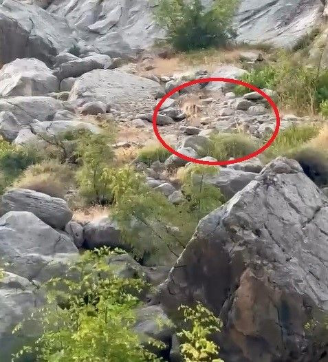 Sarp kanyonun zirvesinde aynı anda ortaya çıktılar! Yaklaşmak imkânsızdı - Resim: 2