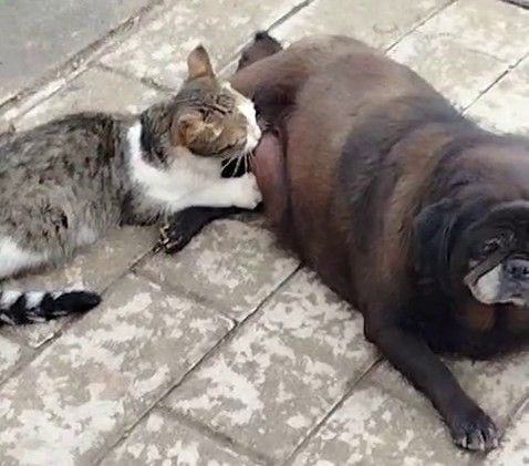 Erzurum’da sokakta köpeğin kediyi emzirdiği anlar vatandaşları şaşırttı - Resim: 2