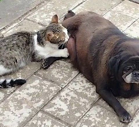 Erzurum’da sokakta köpeğin kediyi emzirdiği anlar vatandaşları şaşırttı - Resim: 3