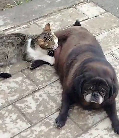 Erzurum’da sokakta köpeğin kediyi emzirdiği anlar vatandaşları şaşırttı - Resim: 1