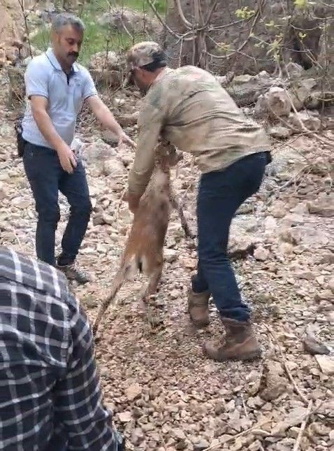 Elazığ’da 1 tane keçi kayalıklarda mahsur kaldı. Acilen bölgeye çağrılan resmi ekipler gördüğü manzara karşısında dondu kaldı - Resim: 4