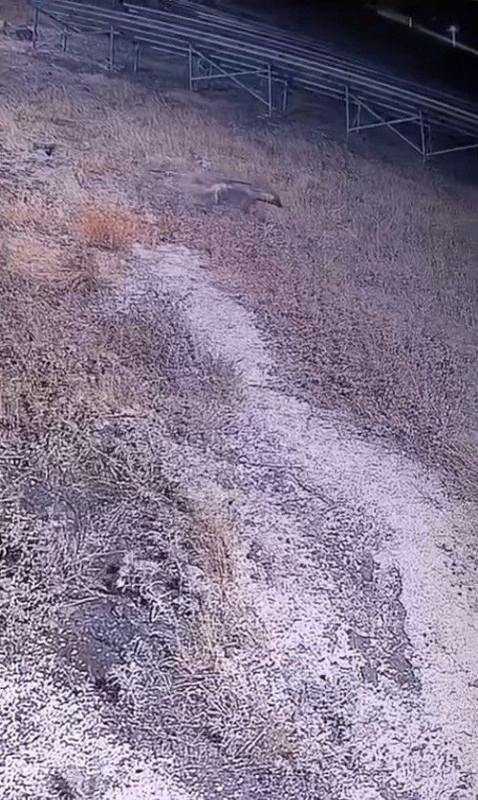 Şanlıurfa’da nadir hayvan gece vakti görüldü! Her anı güvenlik kameralarına yansıdı - Resim: 1