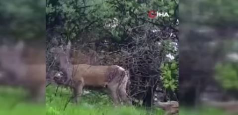 Ankara'da 175'lerce koyununu otlatan çoban bir anda çalılıkların arasında kıpırtı fark etti. Elleriyle çalılıkları yarınca karşısında bir anda 1 tanesini gördü - Resim: 4