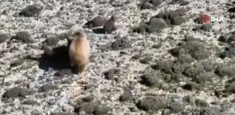 Erzincan'da 550'lerce koyununu otlatmaya çıkaran çoban, koyunların arasında bir anda 1,2,3,4 tanesini birden fark etti! Resmen 4'ünü görünce harekete geçti - Resim: 5