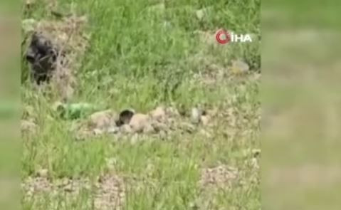 Şırnak'ta odun toplamaya giden kadının karşısında doğada 2 metreyle bir anda çıktı. Hayvanı görünce elleri resmen korkudan titredi - Resim: 2