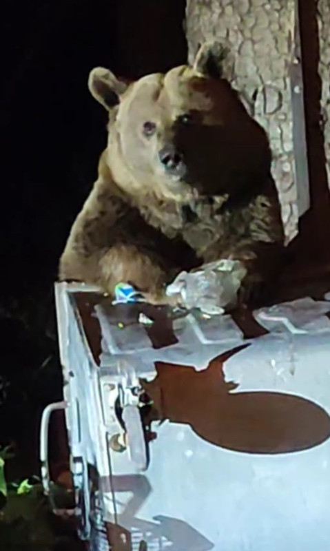 Uludağ’da panik anları! Aç kalan ayı yerleşim alanına indi, ortalık karıştı - Resim: 1