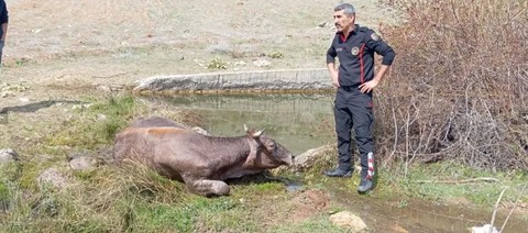 Kahramanmaraş'ta 2 tanesi suyun içerisinde çırpınıyordu. Koca cüsseli hayvanları görenler hemen yanına koştu - Resim: 1