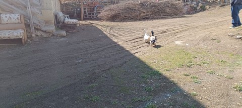 Yozgat'ta 11 tane hayvan almıştı! 10 tanesi teker teker telef oldu, geriye kalan 1 tanesi hakkındaki detay duyanları şaşkına çevirdi - Resim: 1