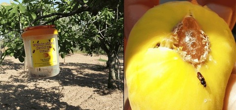 Aydın’da bahçelerde duruyordu kimsenin ona dokunmaması lazım! Doğada her tarafa yerleştirildi 1000'lerce hayvan yok edilecek - Resim: 1