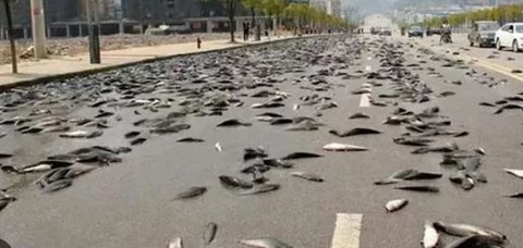 Gökten ölü balık yağmasının ardından bu sefer başka bir vaka... Gökten patır patır hareketsiz kuş yağdı - Resim: 1
