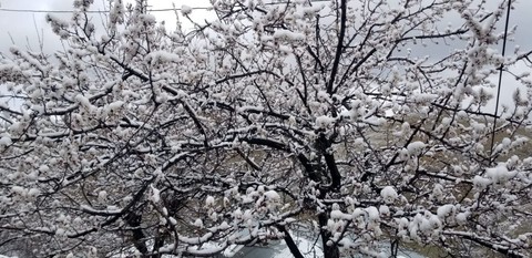 Erzincan'da 10, 20, 30 tanesi teker teker doğada açmaya başlamıştı. Açmaya başladıktan sonra  nisanda korkunç bir olay meydana geldi - Resim: 1