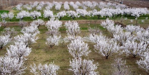 Türkiye'deki 17 milyon tanesinin 380 bini Erzincan'da! Dünyanın dört bir yanına yolculuğa çıkmadan önce kartpostallık görüntüler ortaya çıkardı - Resim: 1