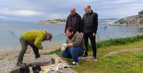Kuşadası'nda silueti bozulmayan nadir yerlerden birinde kıyıya vurdu. Uzmanlardan önemli uyarı geldi - Resim: 1