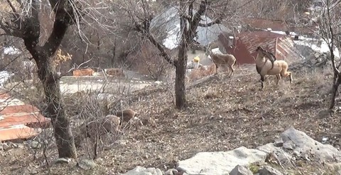 Tunceli'de -1 derecede son kar kalıntılarının üzerinde sürü halinde ortaya çıkan hayvan müthiş manzara oluşturdu - Resim: 1