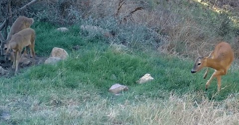 Ormanın en değerli parçaları onlar... 26 noktaya birden fotokapan yerleştirildi... Hepsi tek tek kendisini göstermeye başladı, müthişler - Resim: 1