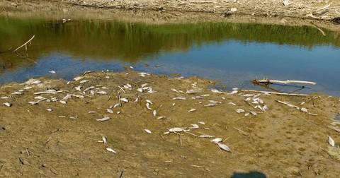 Bu defa felaketin karesi Aydın’dan geldi. Yüzlercesi patır patır ölmeye başladı - Resim: 1