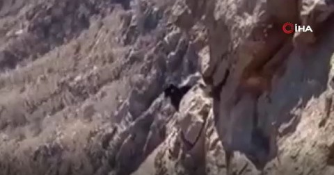 Siirt'te 7 tane keçi dağlık arazide zor yerde mahsur kaldı! 7'si de kurtulmayı bekliyor yoksa orada çürüyüp telef olacaklar - Resim: 1
