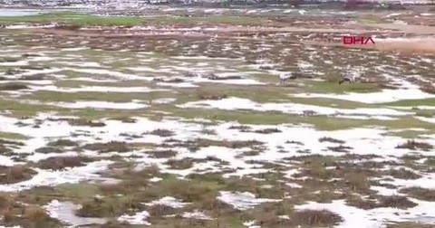 Erzincan'da 1 tanesi bile doğada çok değerli olan hayvan, yavrularıyla birlikte görüntülendi. Yanlarına kimse yaklaştırılmıyor - Resim: 1