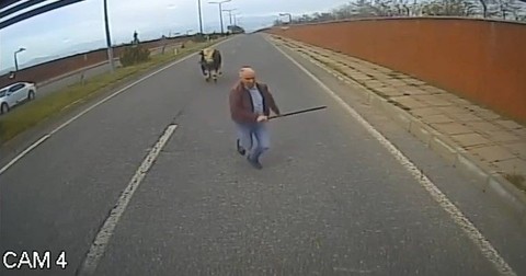 Bingöl’de 1 tane ineği yolda gördü. 1 tane ineği inip uzaklaştırmak istediği sırada yaşadığı olayla neye uğradığını şaşırdı - Resim: 1