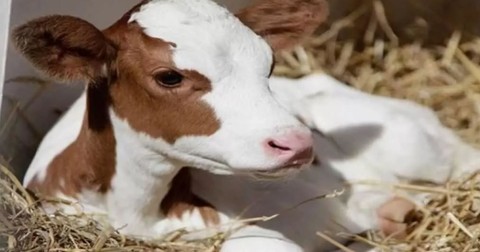 Çiftçi 1,2,3 adımda girdiği ahırın kapısında karşısında gördüğü hayvanla birlikte neye uğradığını şaşırdı. Saydı saydı 3 hatta 4 tane birden vardı - Resim: 1