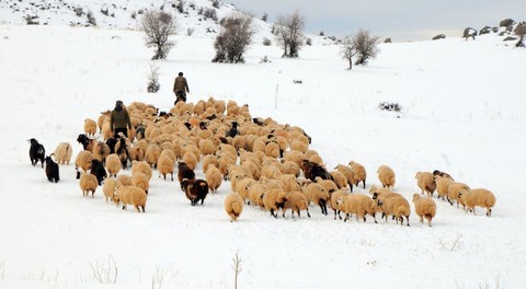 Tunceli'de çobanın otlamaya çıkardığı 100'lerce koyun yolda inanılmaz bir sürprizle karşılaştı. Türkiye için hayra alamet değil - Resim: 1