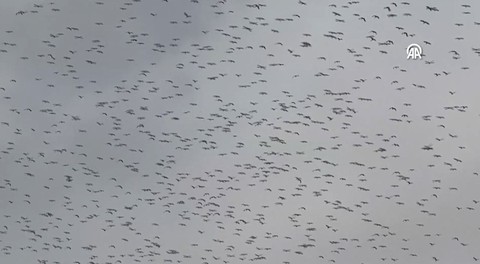 Hatay üzerinden 1000'lercesi teker teker Türkiye'ye giriş yaptı... 1000'lercesi Hatay sınırından bir anda Türkiye'ye akın etti - Resim: 1