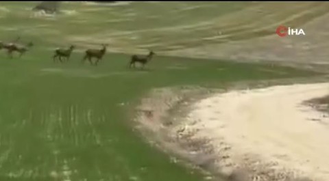Beypazarı'nda evine giden vatandaş doğada bir anda sürpriz sürü ile karşılaştı. 1,2,3,4,5 tanesi hep birlikte ortaya çıktı - Resim: 1