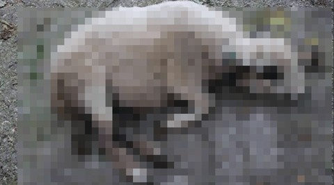 Açlığının artık dibine vurmuştu... Kendince başka hiçbir çaresi yoktu... Ahıra büyük bir hışımla daldı, 50 koyunu tek tek telef etti - Resim: 1