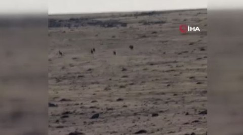 Kars'ta 1,2,3,4,5 tanesi sürü halinde ortaya çıktı. 5 tanesini doğada bir arada gören vatandaş hemen kayıt altına aldı - Resim: 1