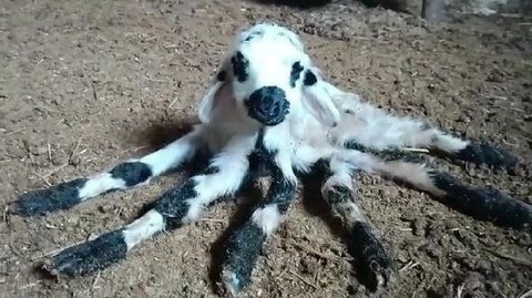 Bu kare görenleri hayrete düşürdü! Gördüğünüz ahtapot değil - Resim: 1
