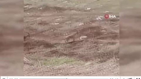 Elazığ'da doğada 2 tanesi birden ortaya çıktı. Her birine dokunmak 250.000... 2'sine dokunan 500.000'i hazır tutsun - Resim: 1